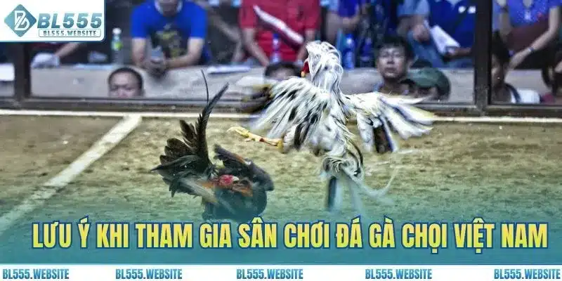 Lưu ý khi tham gia sân chơi đá gà chọi Việt Nam